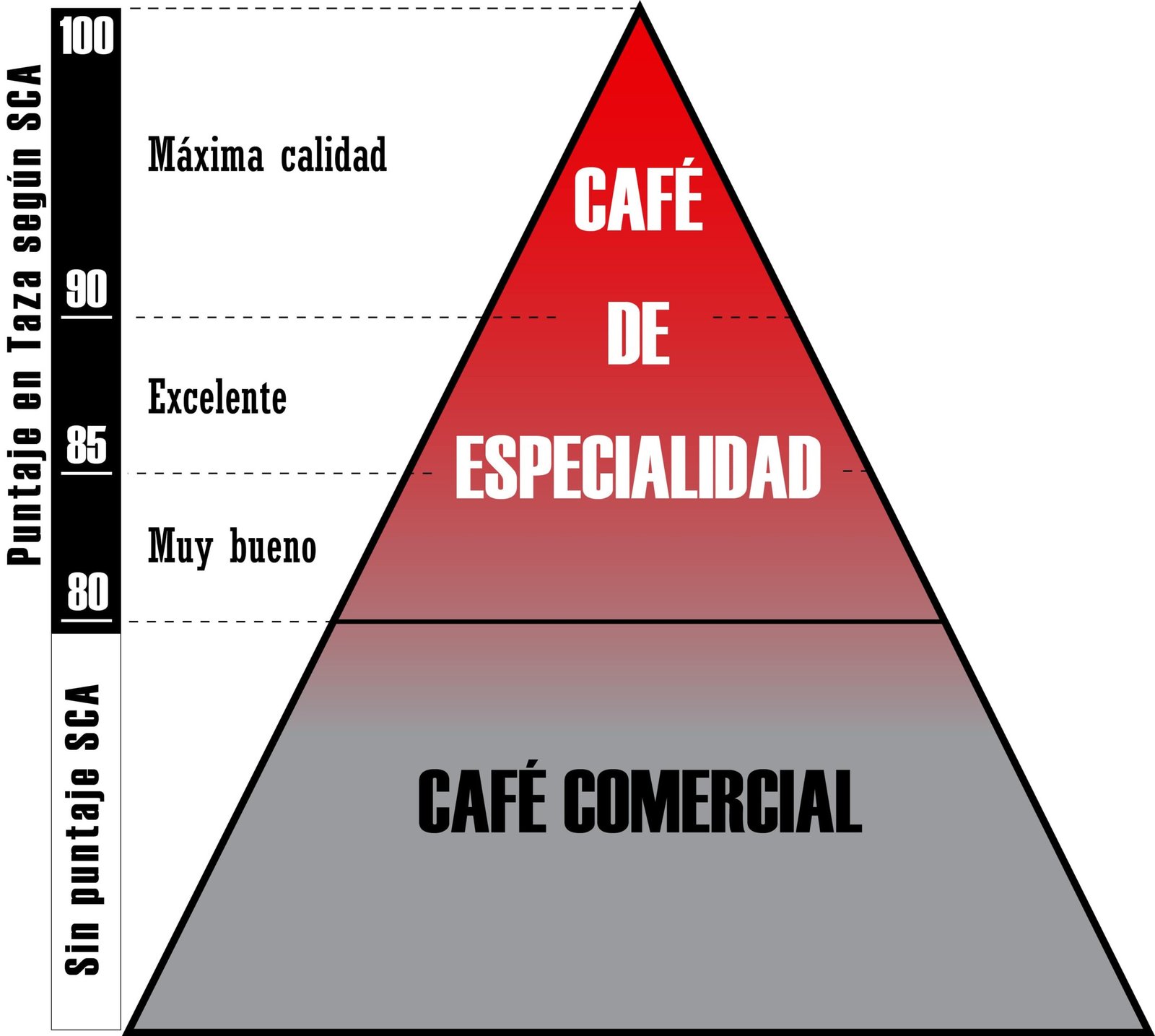 Puntaje café especialidad SCA